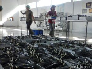 1 Docking dan 3 Freezer Raksasa Perum Perindo Mulai Operasi