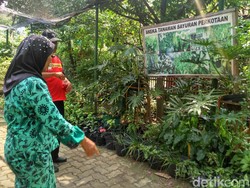 Serunya Warga Kebon Kosong Panen Sayur di Tengah Kota Jakarta