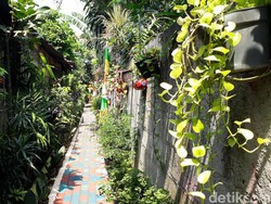 Sehatnya Kampung Iklim di Kebayoran Lama, Mau Obat Tinggal Petik