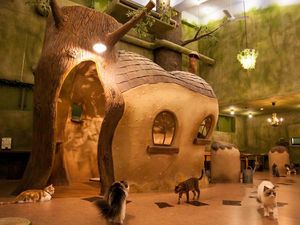 Kafe dengan Hewan Lucu dan Trik Punya Perut Rata Seperti Beyonce