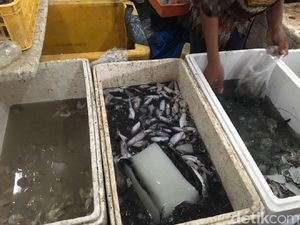 Susi Gelar Bazar Ikan Laut, dari Kakap Sampai Udang Windu