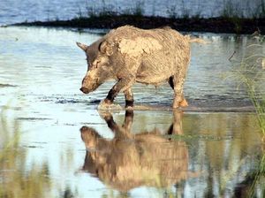 Babi Liar Dikhawatirkan Sebarkan Bakteri Pemicu Infertilitas di Australia Babi Liar Dikhawatirkan Sebarkan Bakteri Pemicu Infertilitas di Australia