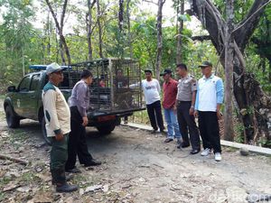 Monyet Serang Warga di Boyolali, WWF: Habitatnya Terganggu Monyet Serang Warga di Boyolali, WWF: Habitatnya Terganggu