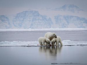 Arktik Menghangat Hebat, Greenland Mencair Lebih Cepat