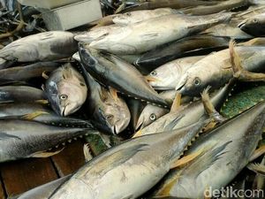 Ikan-ikan Ini Bisa Mengandung Merkuri Rendah hingga Tinggi, Jeli Memilih Ya! Ikan-ikan Ini Bisa Mengandung Merkuri Rendah hingga Tinggi, Jeli Memilih Ya!