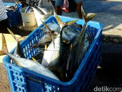 Pemerintah Bidik Tambah Investasi Perikanan Jepang di RI Jadi Rp 1 T