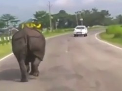 Badak Ini Bikin Geger, Tiba-tiba Muncul di Jalan dan Kejar Mobil