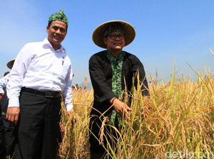 Cara Mentan Bikin Petani Hemat Biaya Produksi Hingga 50%