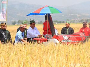 Januari 2018 Panen Raya Padi, Bagaimana Kondisi di Lapangan?