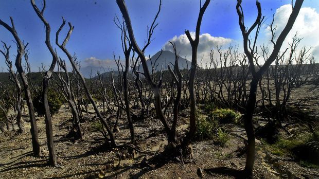 Suasana pemandangan Hutan Mati Gunung Papandayan, Cisurupan, Kabupaten Garut, Jawa Barat, Sabtu (15/4). ANTARA FOTO/Adeng Bustomi/17.