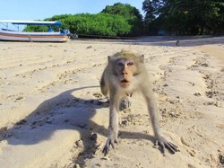 Video: Kera Liar Bikin Listrik di 2 Kecamatan Probolinggo Matot