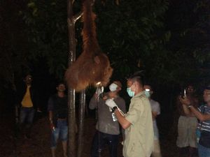 Kejam, Orangutan di Aceh Ini Dirantai dan Kondisinya Memprihatinkan