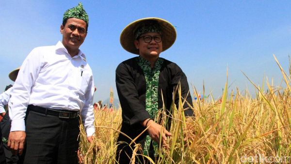 Mentan dan Cak Imin Panen Padi di Ciparay Bandung