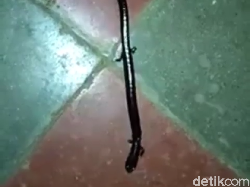 Hewan Mirip Ular Tapi Berkaki 4 Bikin Penasaran, Ini Jawabannya