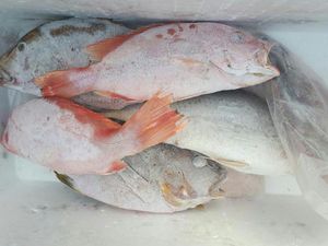 Ikan Asal Pangandaran Ramai Diekspor ke Korea Hingga China