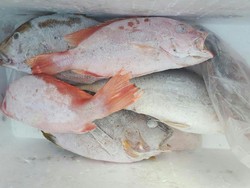 Ikan Asal Pangandaran Ramai Diekspor ke Korea Hingga China