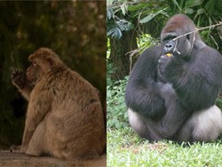 Ternyata Ini Perbedaan Kera dan Monyet, Jangan Keliru!