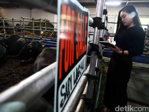 Jelang Idul Adha, Sapi Wagyu Dijual di Depok