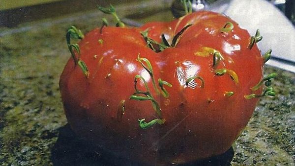 Lihat Kol hingga Tomat Berkecambah Ini, Unik atau Bikin Ngeri Ya?