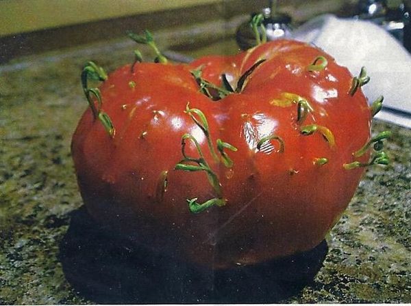 Lihat Kol hingga Tomat Berkecambah Ini, Unik atau Bikin Ngeri Ya?