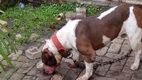 Foto: Ini Pitbull yang Gigit Bocah Ramiza Hingga Tewas