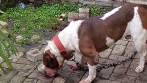 Foto: Ini Pitbull yang Gigit Bocah Ramiza Hingga Tewas