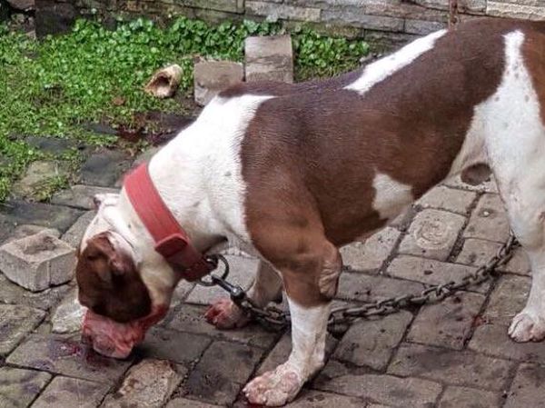 Foto: Ini Pitbull yang Gigit Bocah Ramiza Hingga Tewas