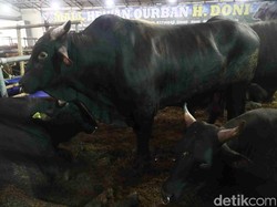Jelang Idul Adha, Sapi Seharga Rumah Ludes Terjual