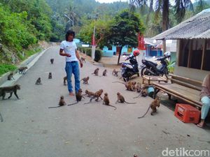 Di Banyumas, Warga dan Monyet Hidup Berdampingan dengan Harmonis Di Banyumas, Warga dan Monyet Hidup Berdampingan dengan Harmonis