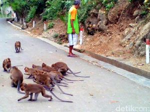 Di Yogya Belum Ditemukan Laporan Monyet Serang Warga