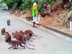 Di Yogya Belum Ditemukan Laporan Monyet Serang Warga