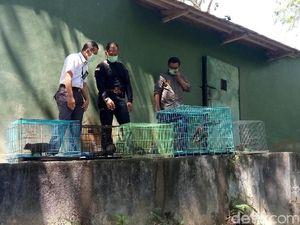 Tim Gakkum KLHK Sita Belasan Satwa Dilindungi di Bantul