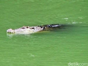 Warga Aceh Hilang Usai Diterkam Buaya di Sungai Peunaron