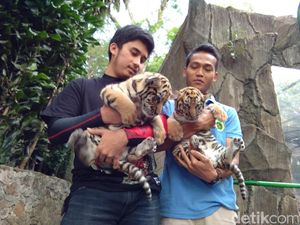 Pemuda di Bandung Ini Jadi Ayah Asuh Bayi Harimau Sharukh Khan