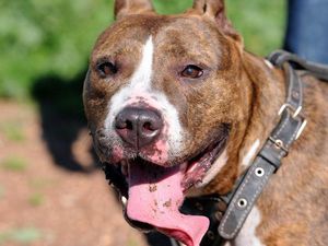Kisah-kisah Anjing Pitbul Serang Manusia Kisah-kisah Anjing Pitbul Serang Manusia