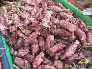 Cara Memasak Cumi Asin Agar Tidak Alot dan Enak Rasanya Cara Memasak Cumi Asin Agar Tidak Alot dan Enak Rasanya
