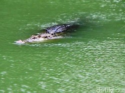 Awas! Ada Kawanan Buaya di Sungai Kebumen
