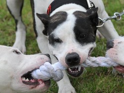 Seperti di Malang, Bayi di Ohio juga Tewas Digigit Pitbull