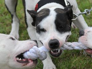 Seperti di Malang, Bayi di Ohio juga Tewas Digigit Pitbull Seperti di Malang, Bayi di Ohio juga Tewas Digigit Pitbull