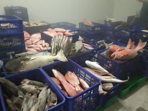 Denyut Pusat Bisnis Ikan Natuna yang Bakal Diresmikan Jokowi Denyut Pusat Bisnis Ikan Natuna yang Bakal Diresmikan Jokowi
