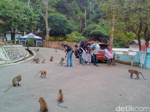 Legenda Monyet Jelmaan Santri Nakal di Masjid Saka Tunggal Banyumas Legenda Monyet Jelmaan Santri Nakal di Masjid Saka Tunggal Banyumas