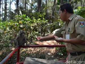 Pengelola Tanam Pohon Buah untuk Ratusan Monyet di Gunung Tidar Pengelola Tanam Pohon Buah untuk Ratusan Monyet di Gunung Tidar