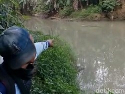 Buaya Muara Resahkan Warga Kebumen, Pemda Koordinasi dengan BKSDA