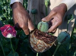 Dari Opium ke Heroin, Taliban Jadi Produsen Narkotika