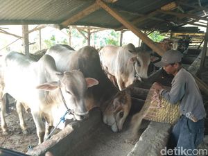 Jelang Idul Adha, Peternakan di Situbondo Genjot Penggemukan Hewan Jelang Idul Adha, Peternakan di Situbondo Genjot Penggemukan Hewan