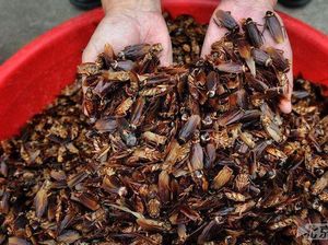 Jualan Kecoak, Mahasiswa Ini Raup Rp 87 Jutaan per Bulan Jualan Kecoak, Mahasiswa Ini Raup Rp 87 Jutaan per Bulan