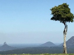 Inilah Pohon yang Paling Sering Difoto di Australia