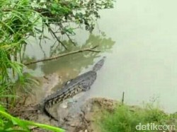 Tim BKSDA Jateng Belum Temukan Buaya di Sungai Lukulo Kebumen