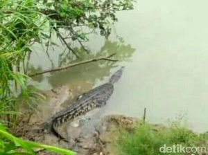 Buaya Sering Muncul, Warga Kebumen Dilarang Dekati Sungai Buaya Sering Muncul, Warga Kebumen Dilarang Dekati Sungai
