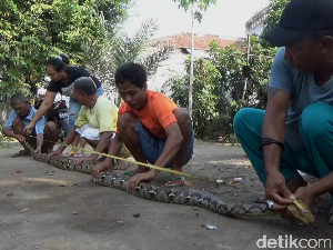 Seorang Pria Tangkap Ular 4 Meter Usai Tiga Hari Ritual